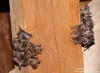 netopýr ušatý (Savci), Plecotus auritus, Vespertilionidae, Chiroptera (Mammalia)